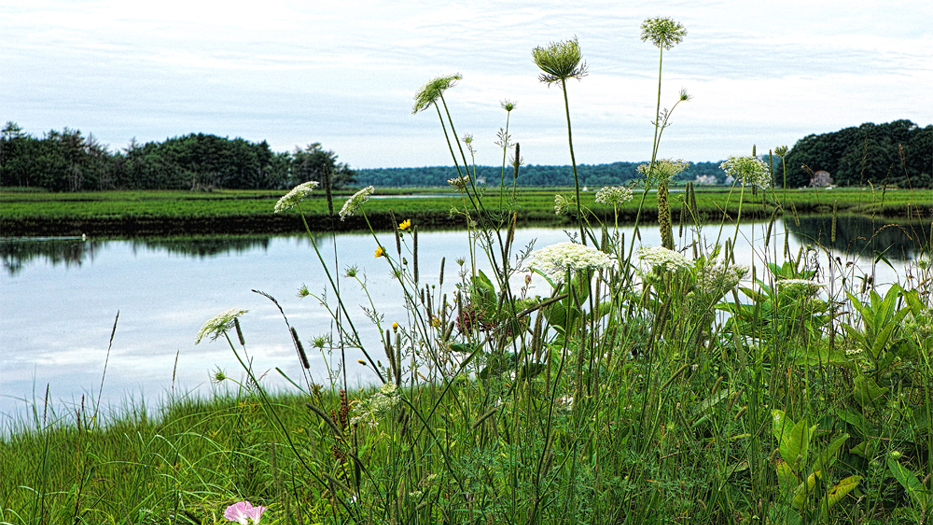 Clay Pits Road Flowers