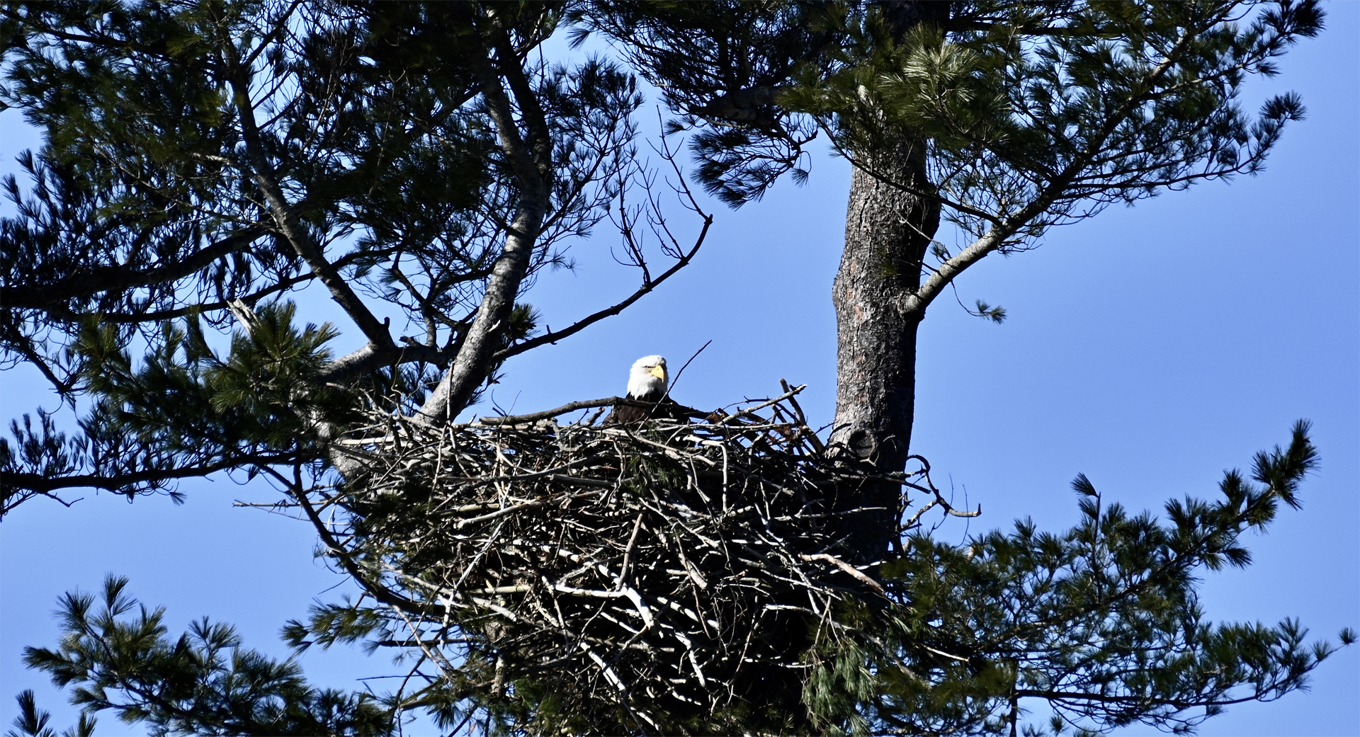 Female Bald Eagle Ilsa always manages to give the "eagle" eye when photographed