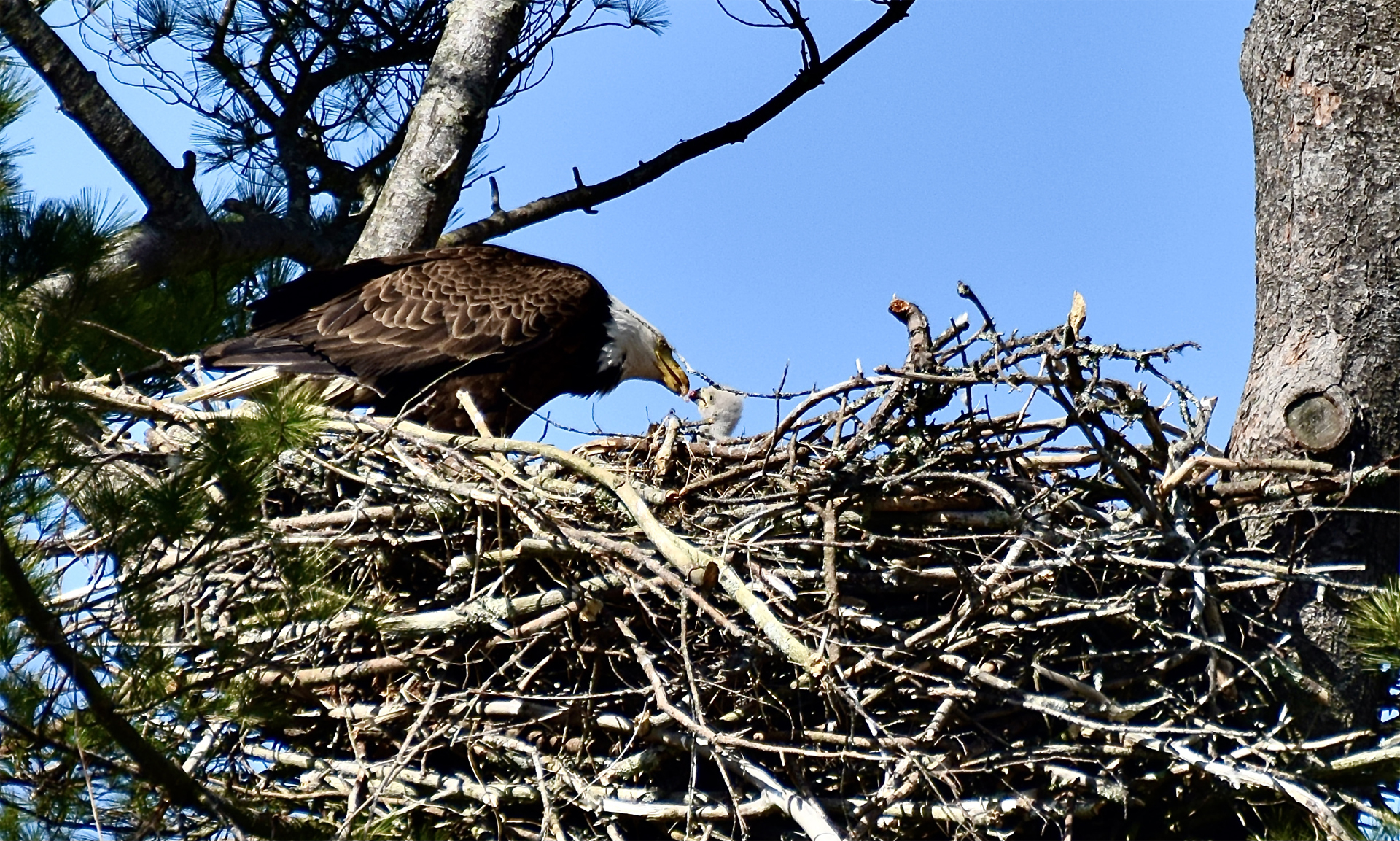 Female Eagle Ilsa Feeds Her ~3 Week Young Eaglet