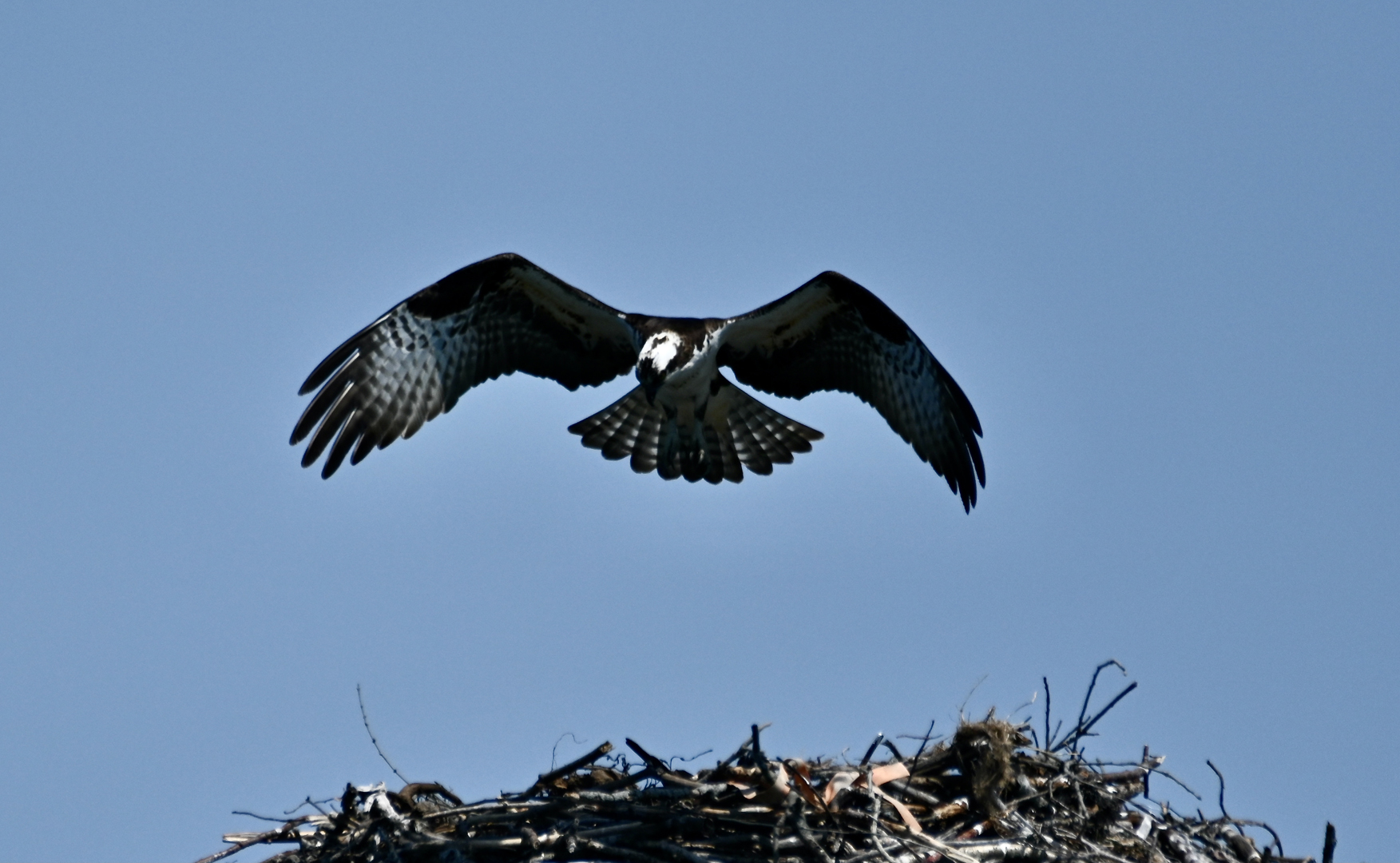 Birds of a Feather - Ospreys