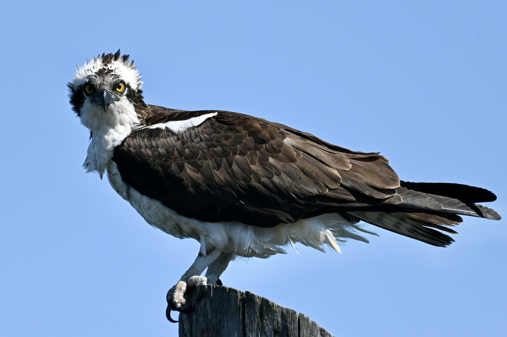 Female Osprey Odette 