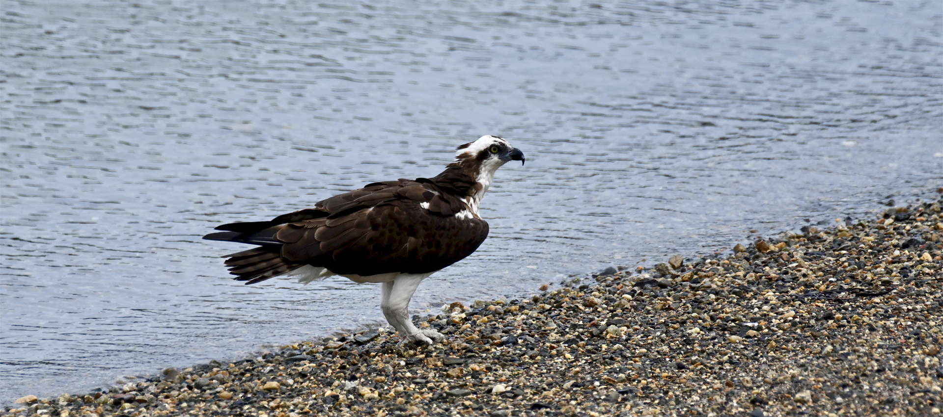 Osprey on the Ground