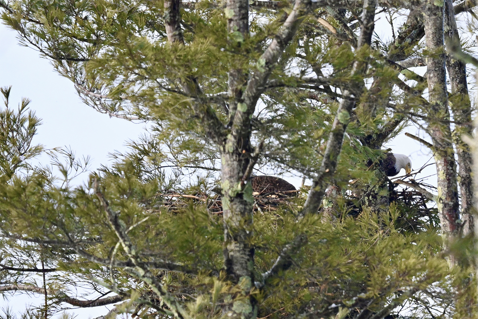 Eagle Nest Refurbishing