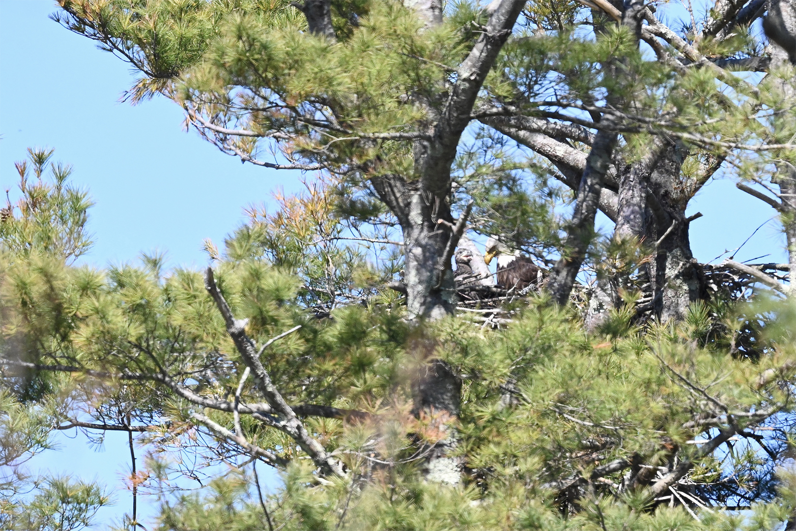 New eaglet!