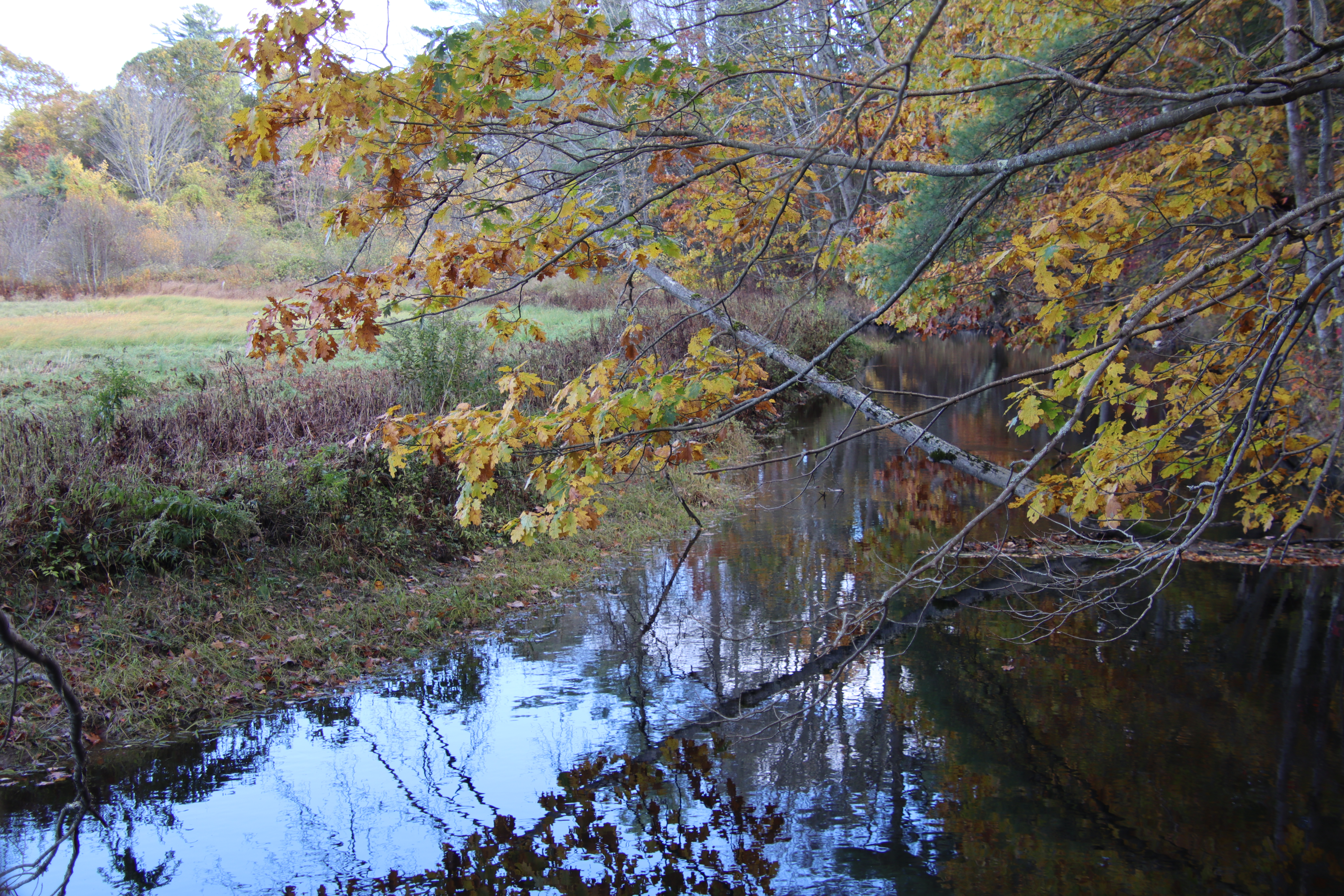 View from Woodspeed Rd./Hunnewell Hill trails.