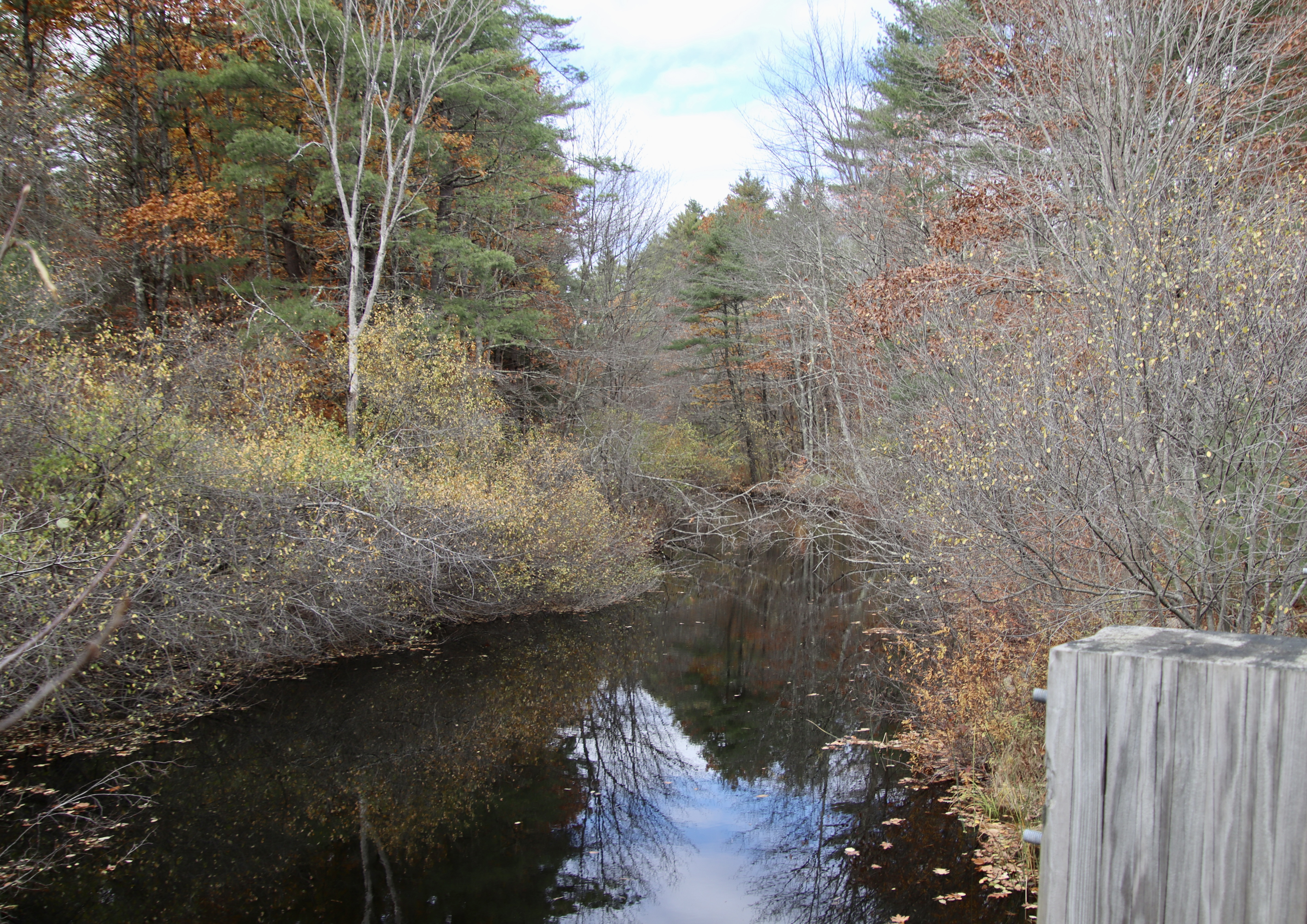 From Beech Ridge Rd, at the edge of the Beech Ridge preserve.