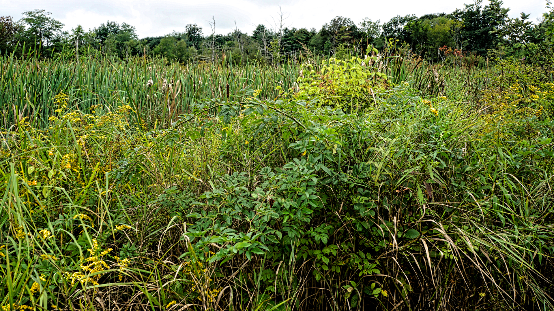 Mill Brook Point 3