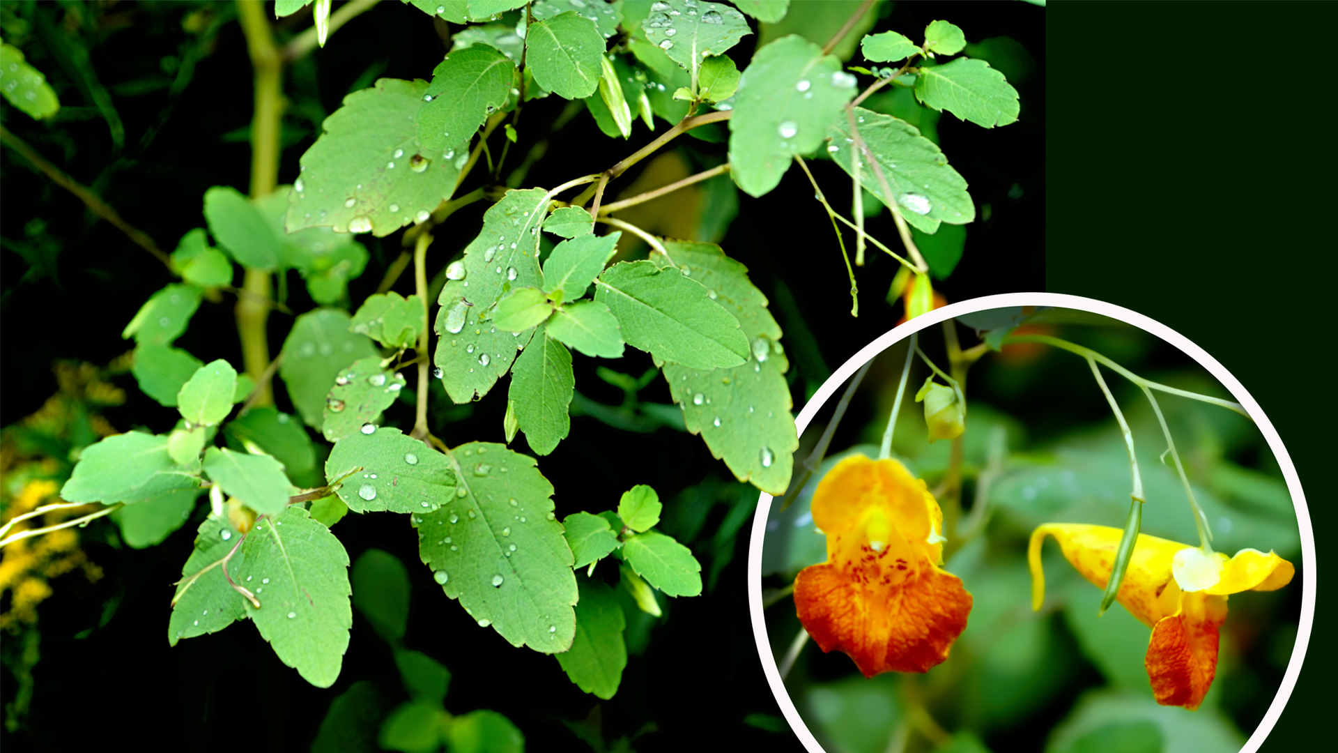 Mill Brook Marsh - Point 3 - Plants