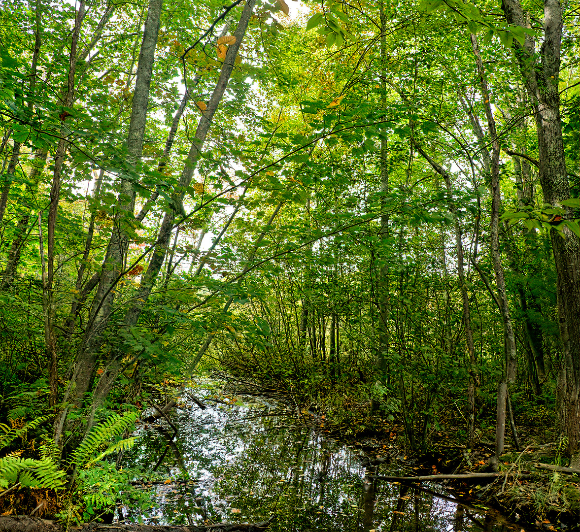 Mill Brook Point 04