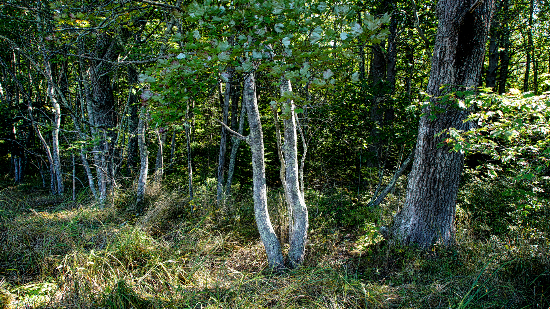 Mill Brook Point 05