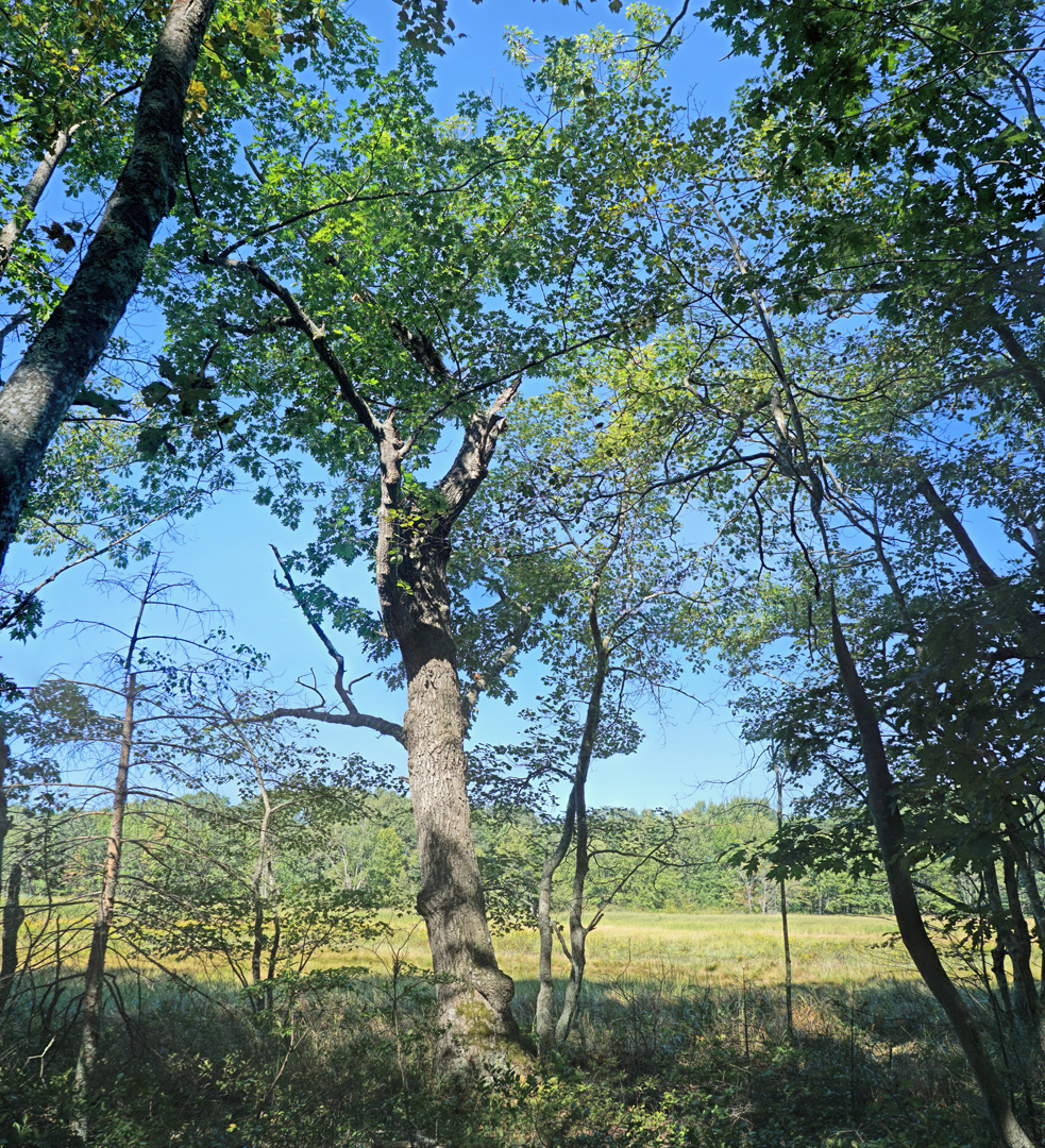Mill Brook Point 05