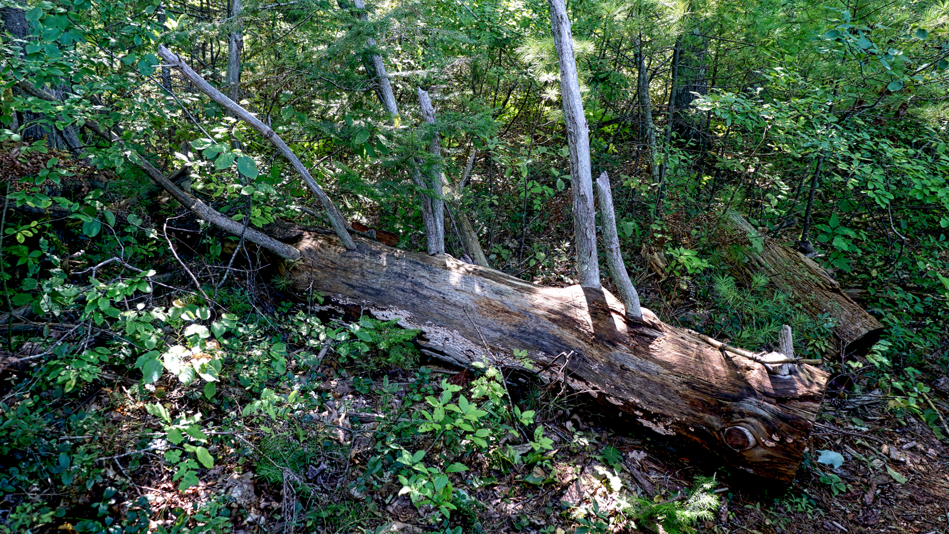 Mill Brook 05