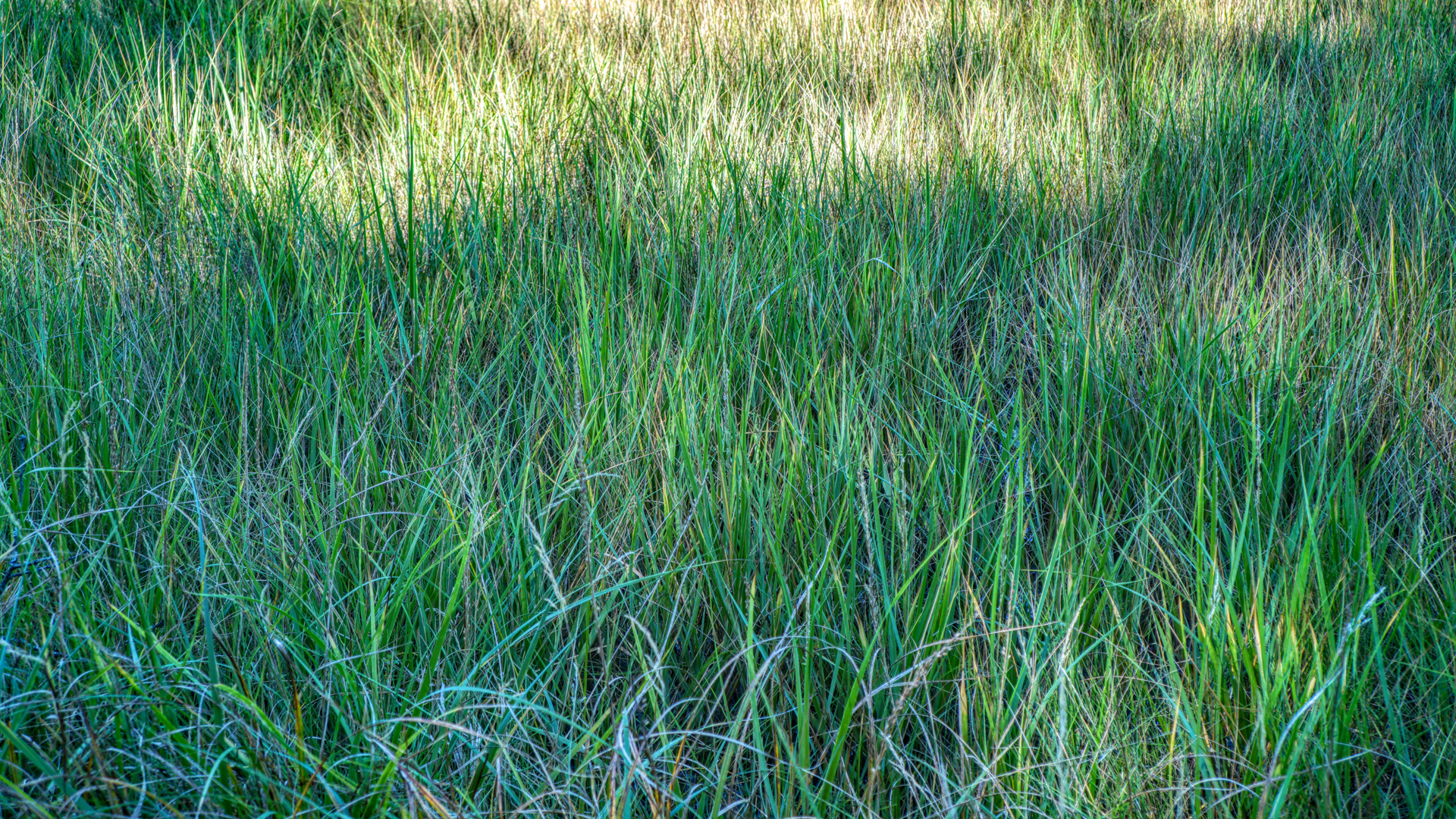 Mill Brook Point 05