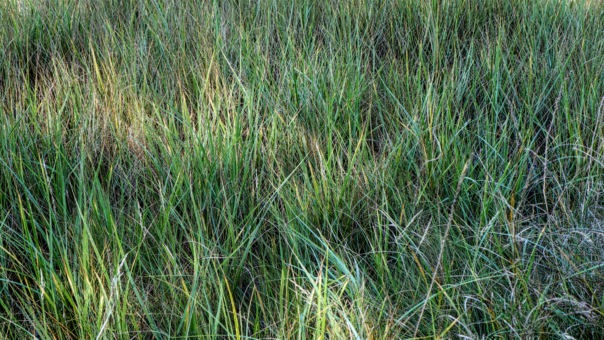 Mill Brook Point 05