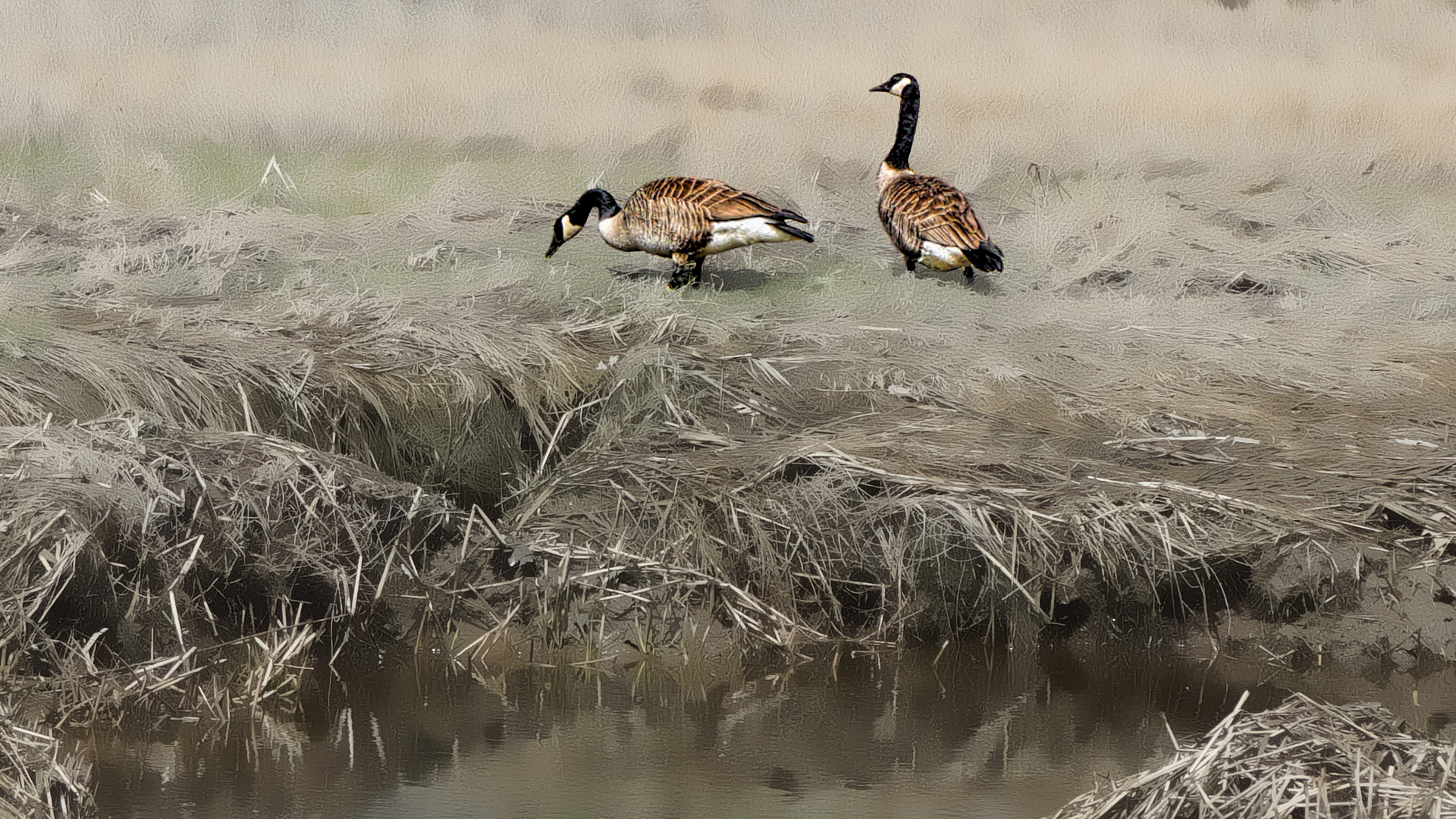 Mill Brook Marsh - Point 7 - Spring