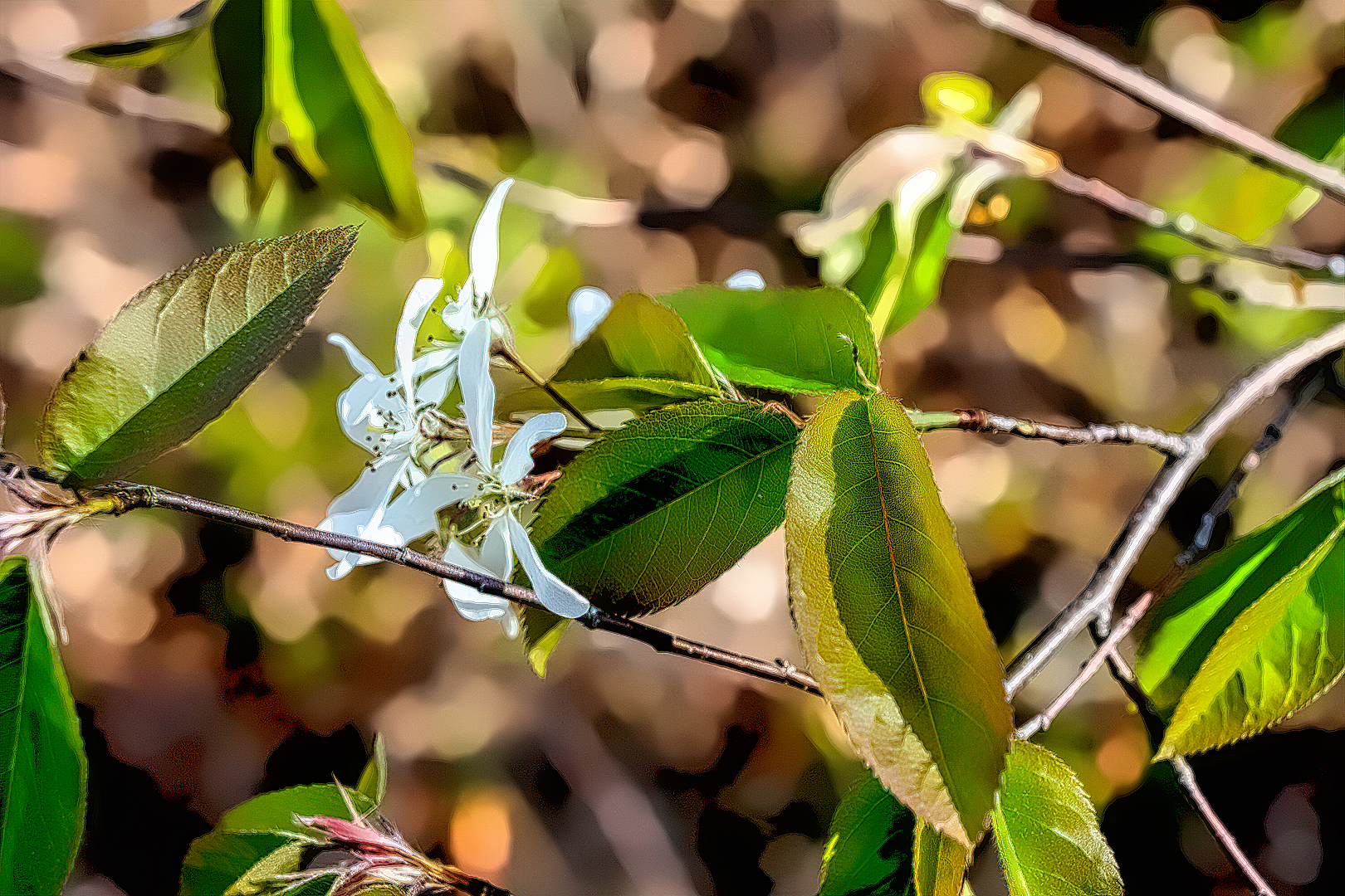 Mill Brook Marsh - Point 7 - Plants