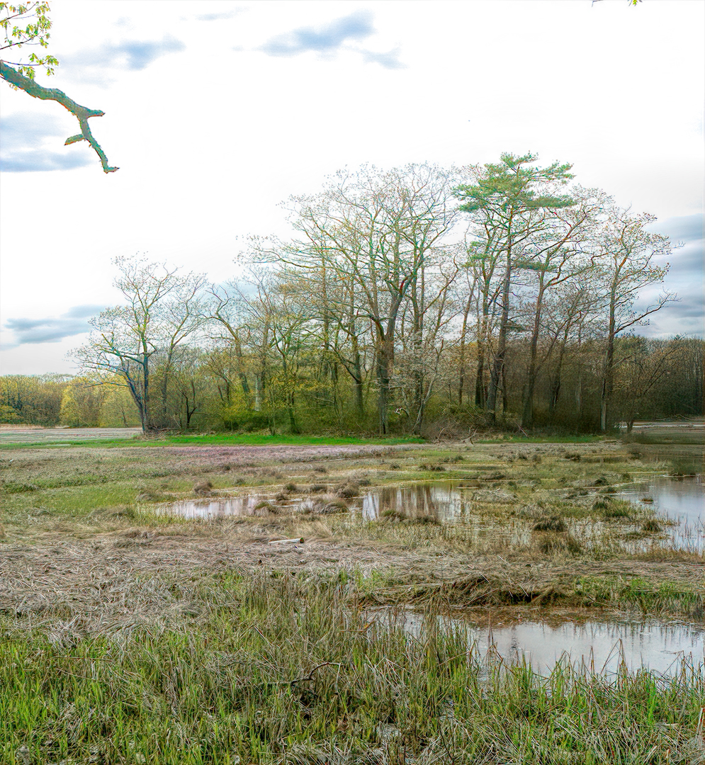 Mill Brook Marsh - Point 9 - Island