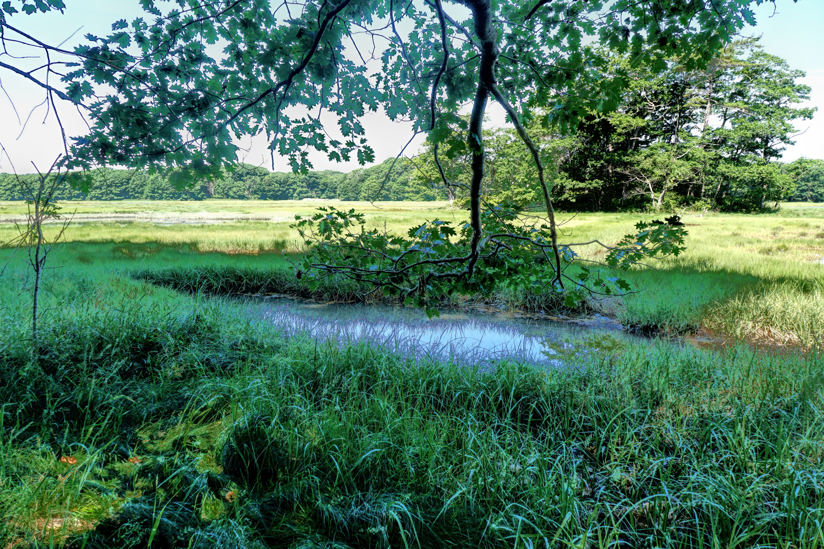 Mill Brook Marsh - Point 9 - Summer View