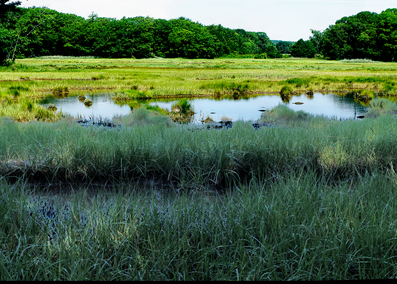 Mill Brook Marsh - Point 9 - Summer View