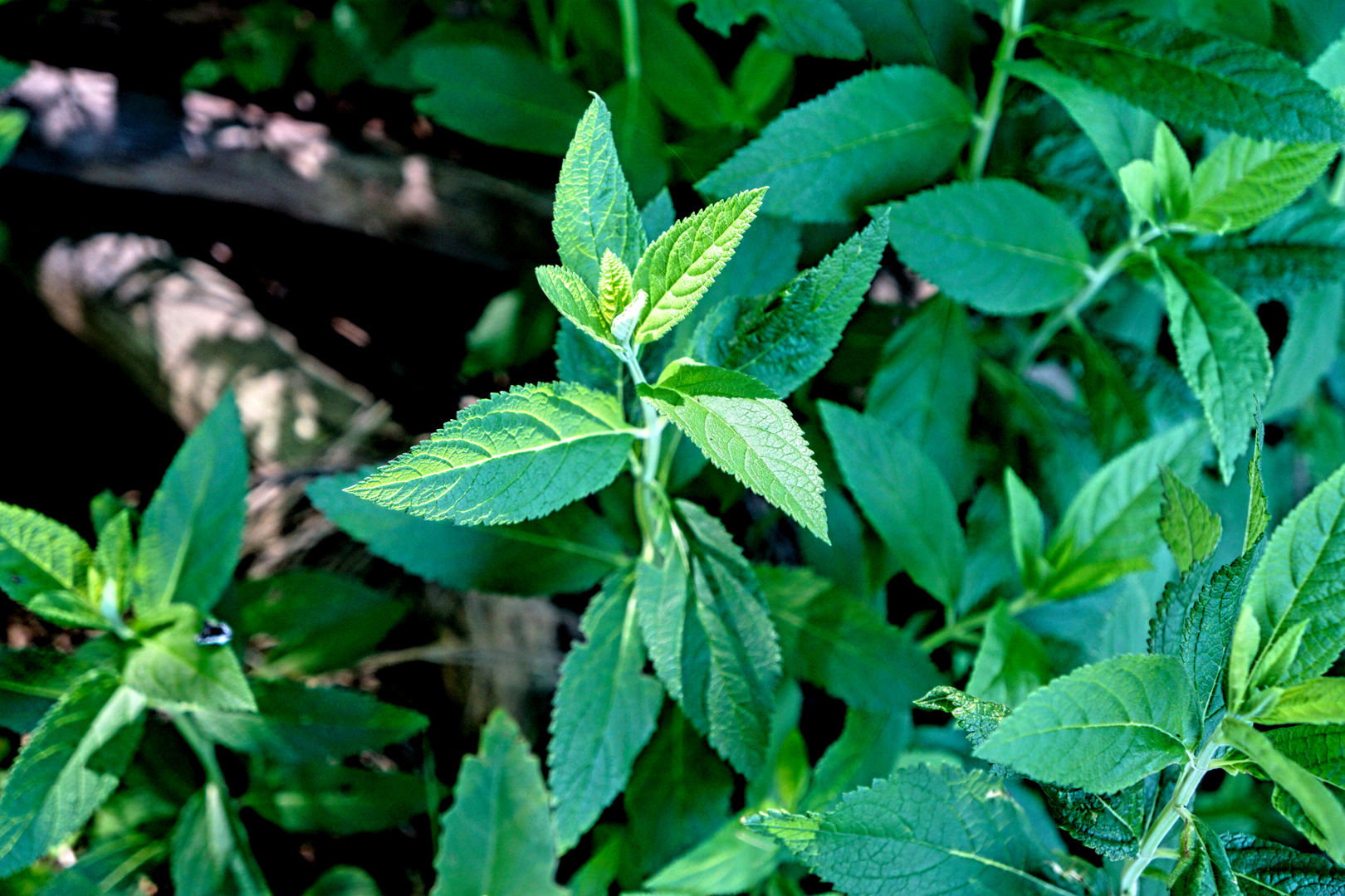 Mill Brook Marsh - Point 9 - Plants