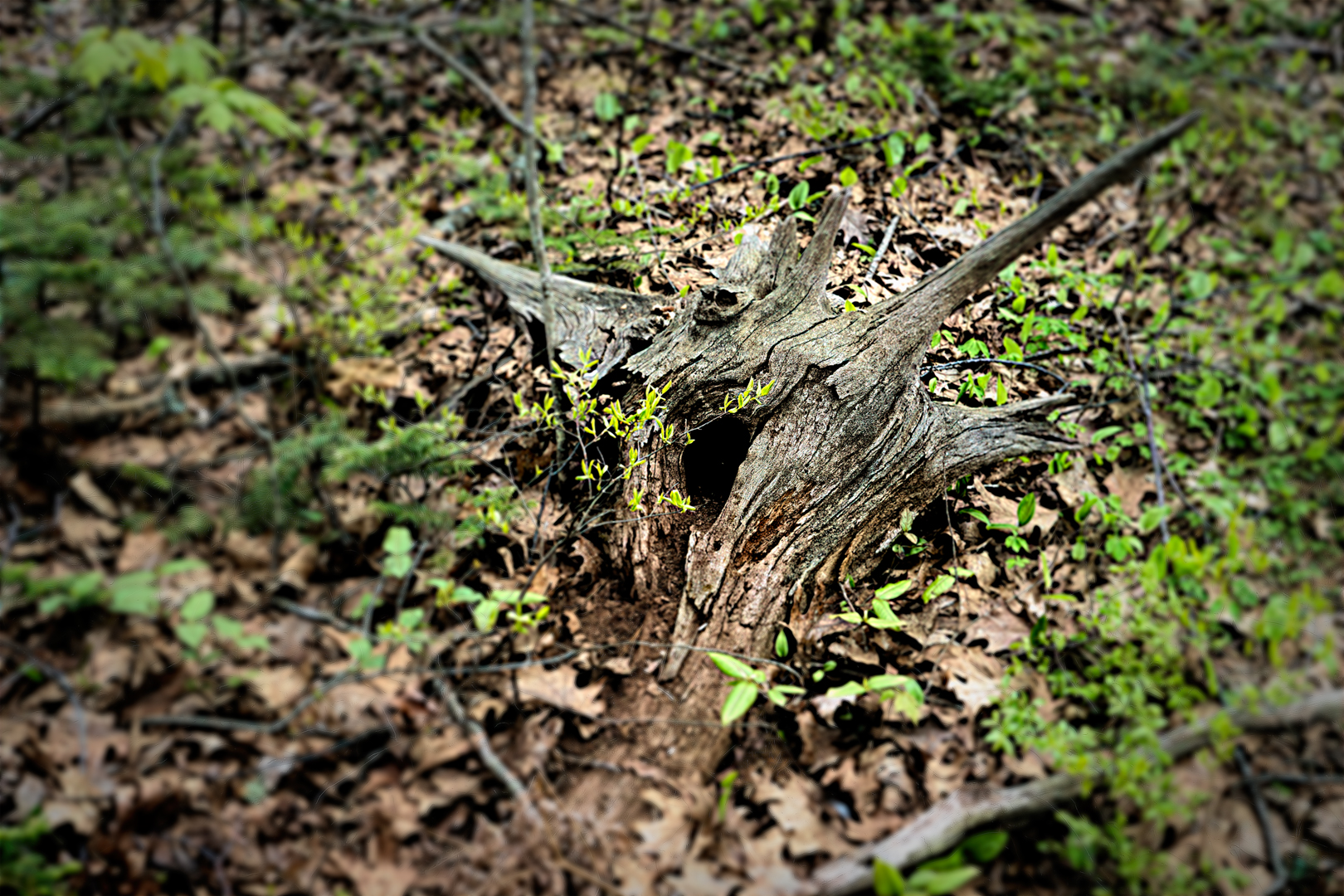 Mill Brook Marsh - Point 10