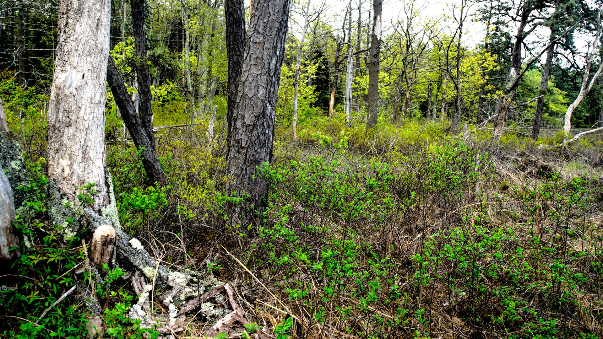 Mill Brook Marsh - Point 11 - Spring Woods