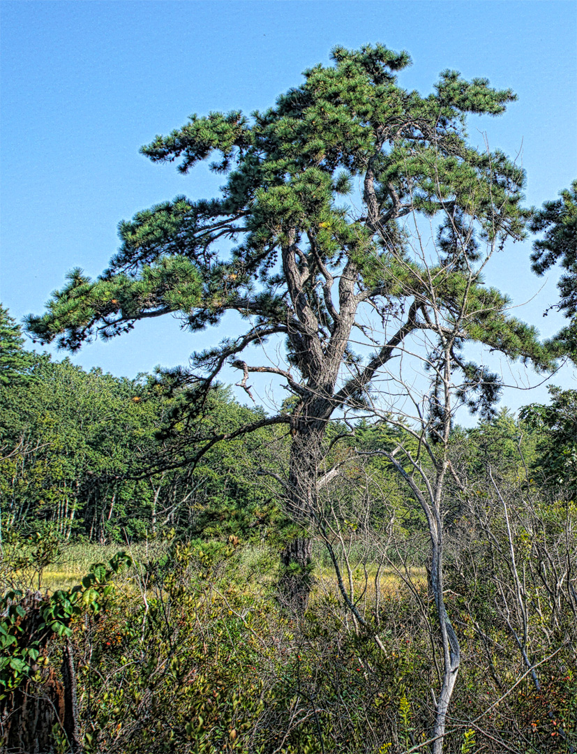 Mill Brook Marsh - Point 11 - Plants