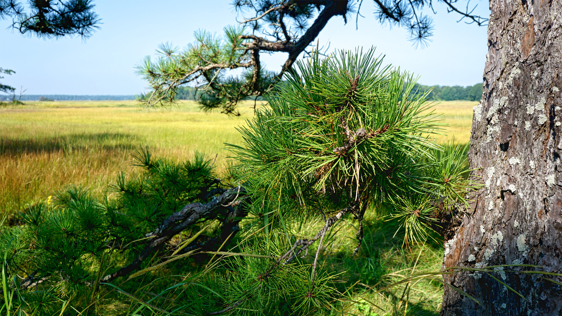 Mill Brook Marsh - Point 11 - Plants