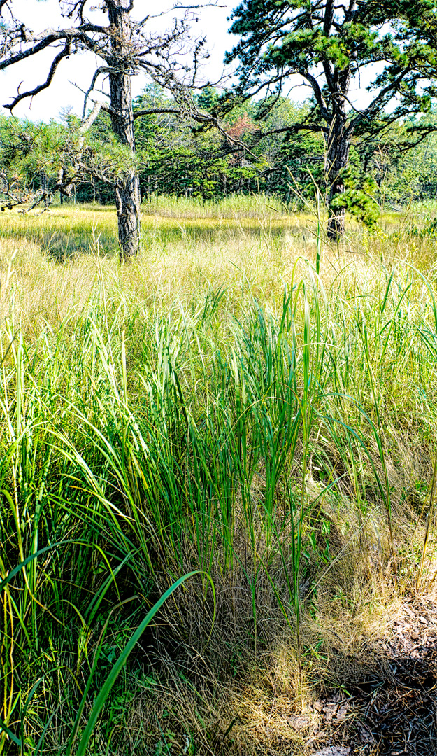 Mill Brook Marsh - Point 11 - Plants