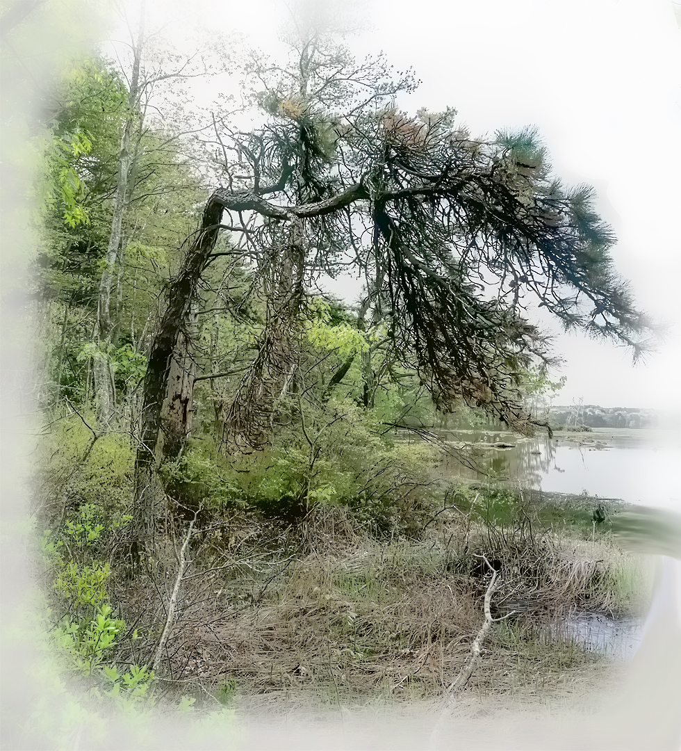 Mill Brook Marsh - Point 12 - Spring