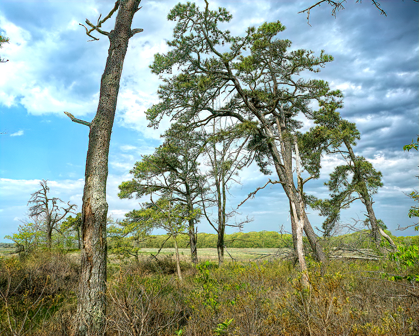 Mill Brook Marsh - Point 12 - Spring