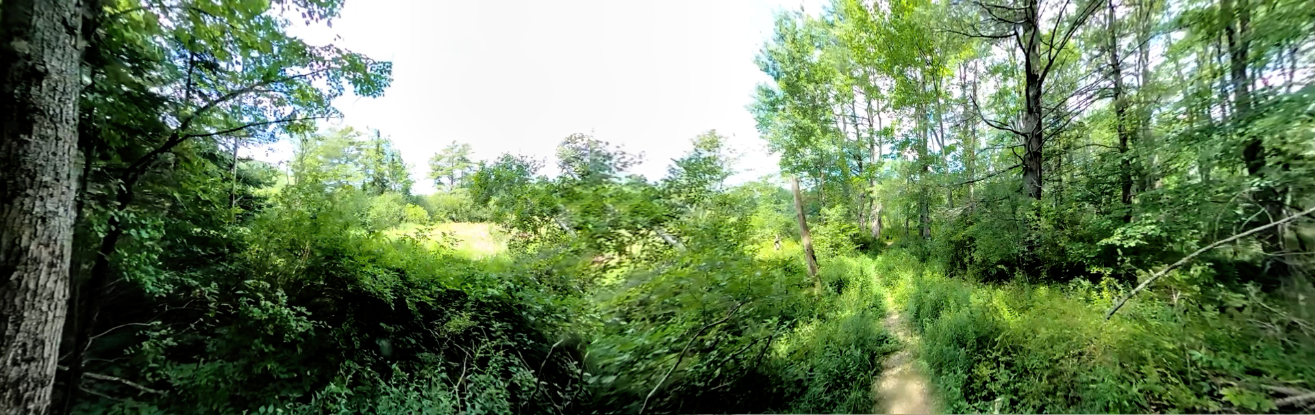 Blue Heron Trail