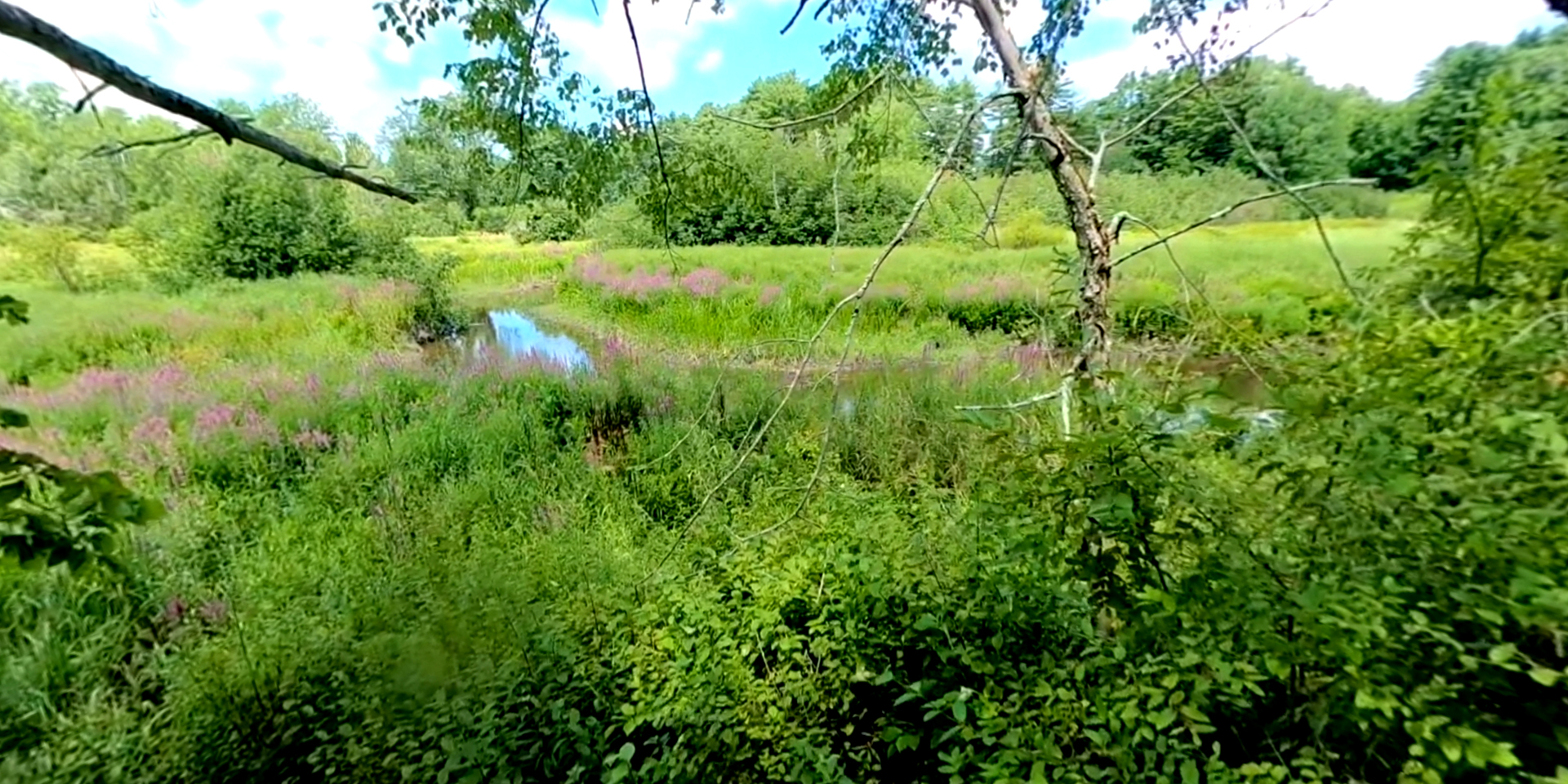 Blue Heron Trail