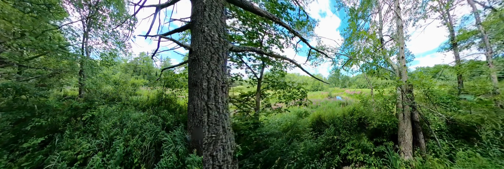 Blue Heron Trail