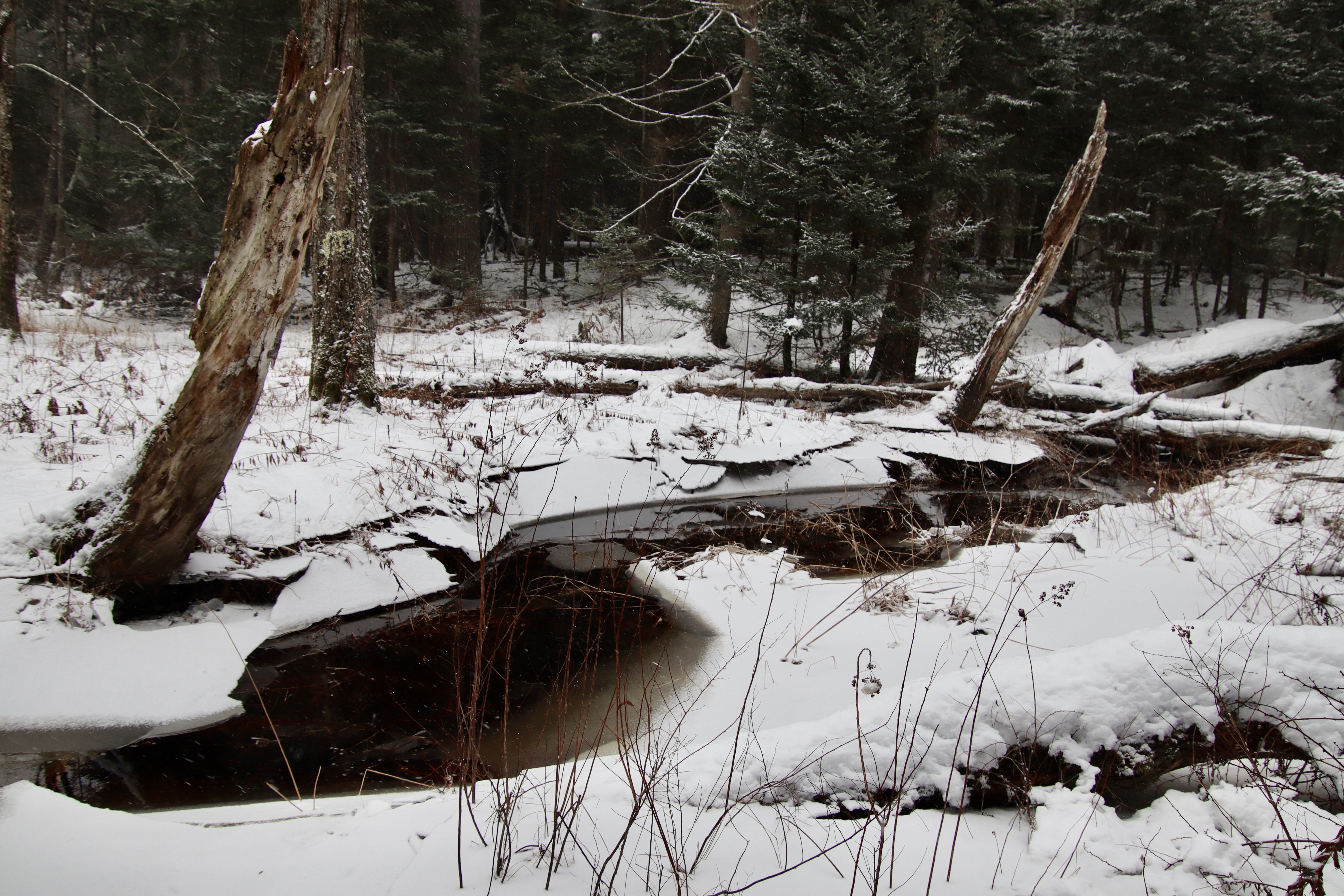 Warren Woods