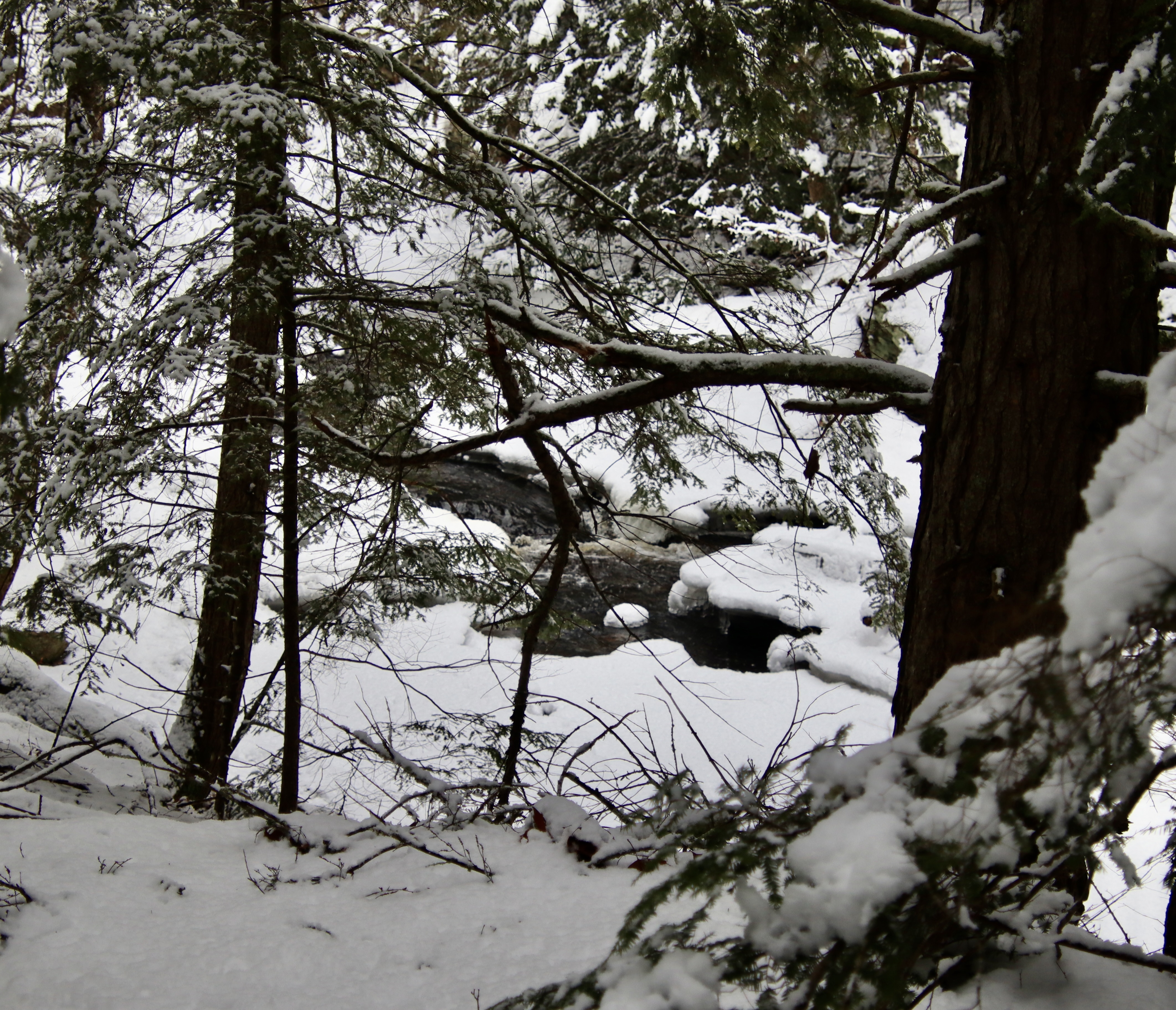 Headwaters in Thurston Mills