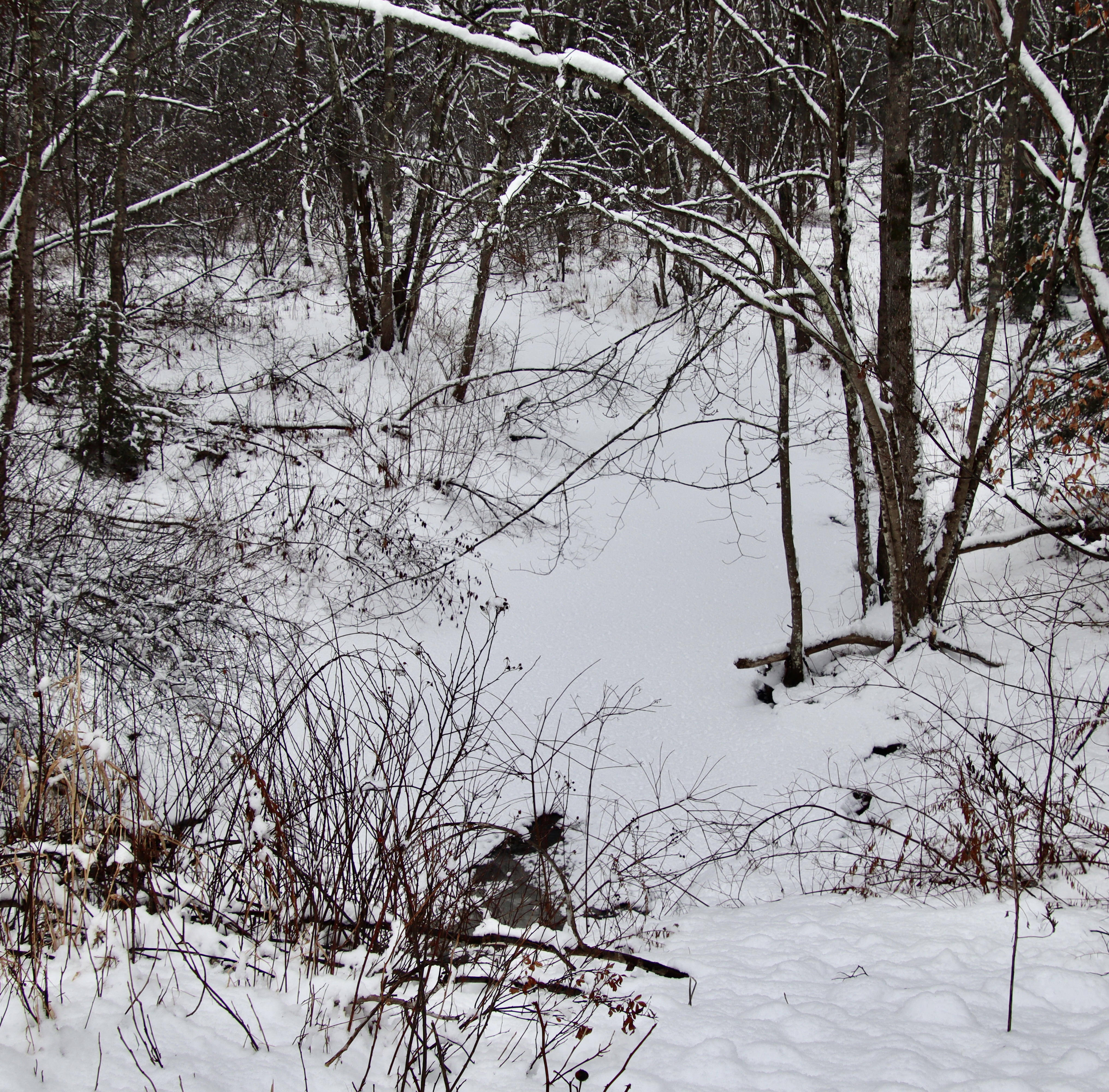 Headwaters of the Nonesuch in the Nonesuch Parcel