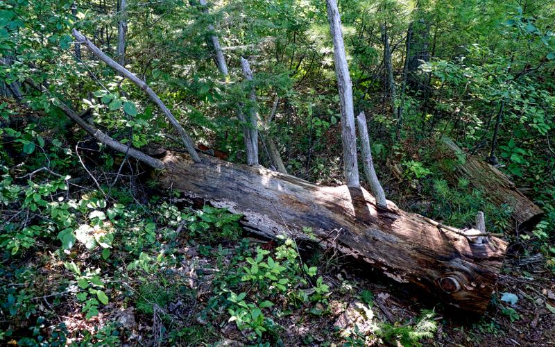 Mill Brook 05