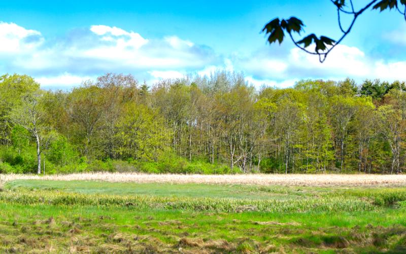 Mill Brook Point 06