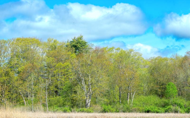 Mill Brook Point 06