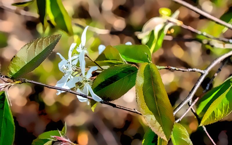 Mill Brook Marsh - Point 7 - Plants