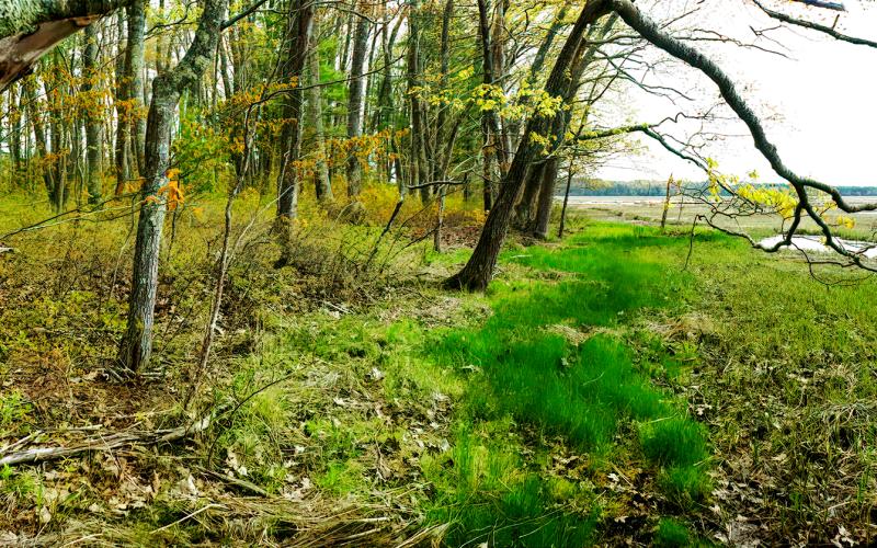 Mill Brook Marsh - Point 9 - Spring Panorama
