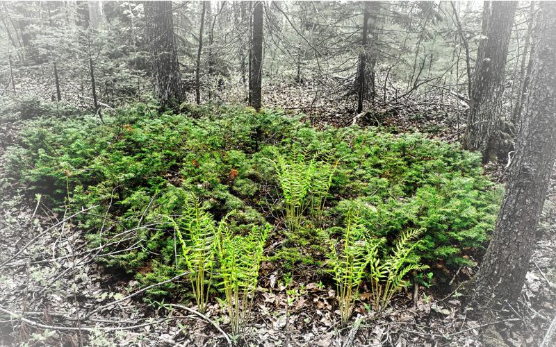 Mill Brook Marsh - Point 10 - Plants