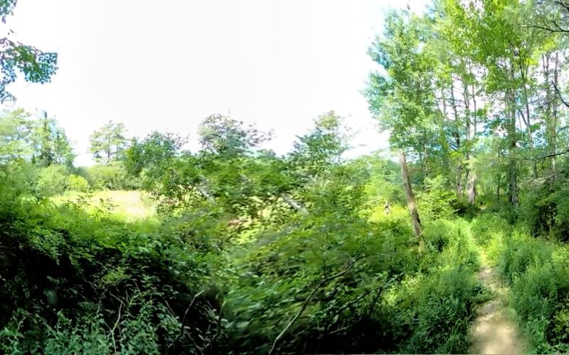 Blue Heron Trail