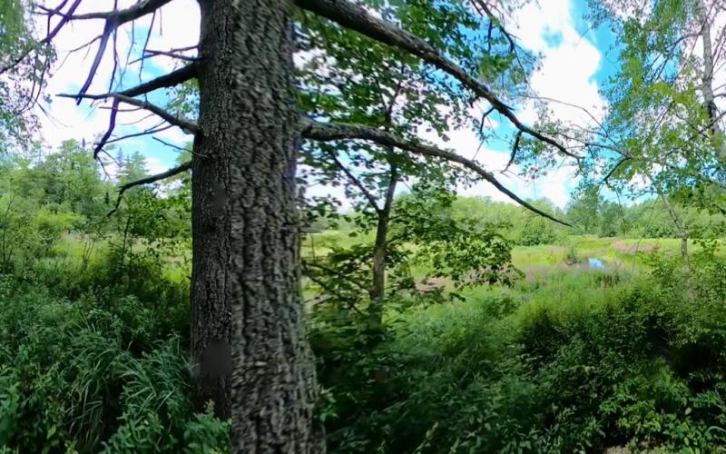 Blue Heron Trail