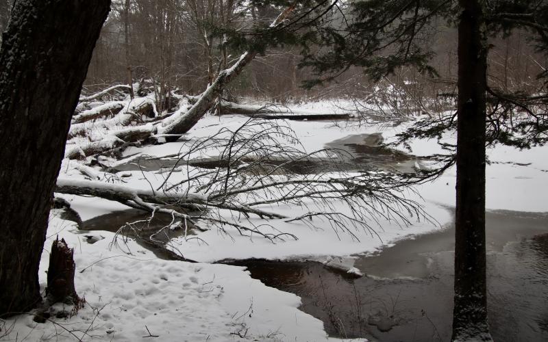 Warren Woods