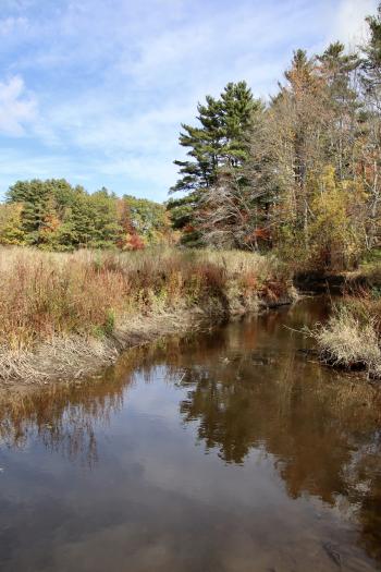 View from the Blue Heron Preserve trail.