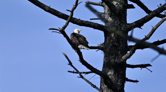 Eagle in Tree