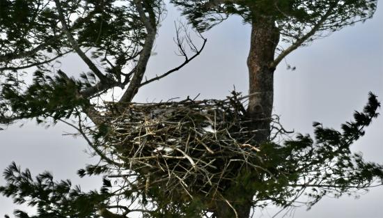 Eagle Incubating Eggs