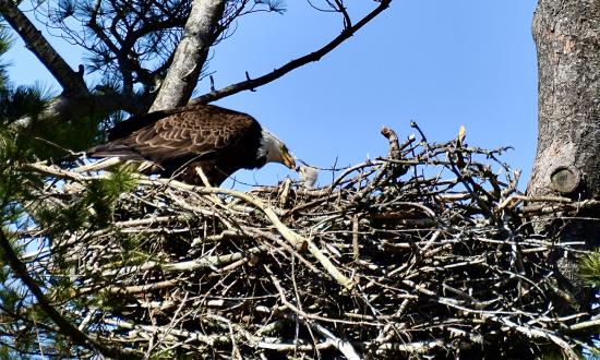 Female Eagle Ilsa Feeds Her ~3 Week Young Eaglet